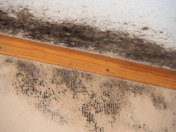 Mold Remediation for Rental Properties in Mcconnellstown, PA