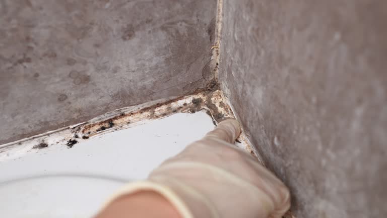 Asbestos and Lead Testing During Mold Inspection in Mcconnellstown, PA